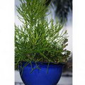 Euphorbia Tirucalli